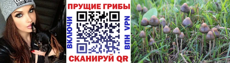 где можно купить наркотик  Скопин  Галлюциногенные грибы мухоморы 